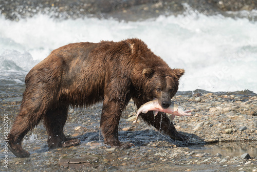 Wallpaper Mural Alaskan brown bear at McNeil River Torontodigital.ca