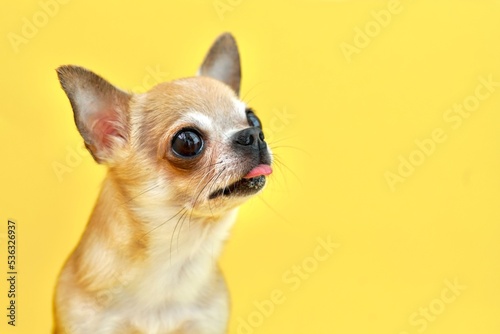 Portrait of happy positive funny begging asking for food hungry dog, chihuahua puppy looking to side, up  isolated on yellow background. Copy space, place for text. Little small breed.
