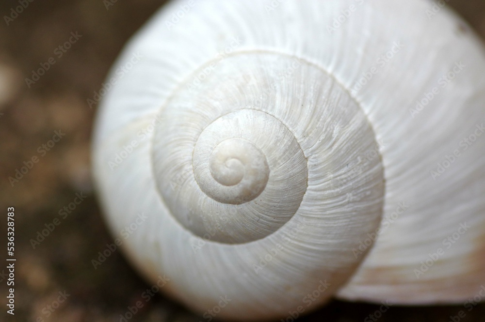coquille d'escargot coquille d'escargot