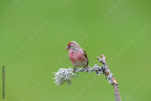 Redpoll, male, Acanthis Flammea, perched on a lichen covered branch, againsta clean green background