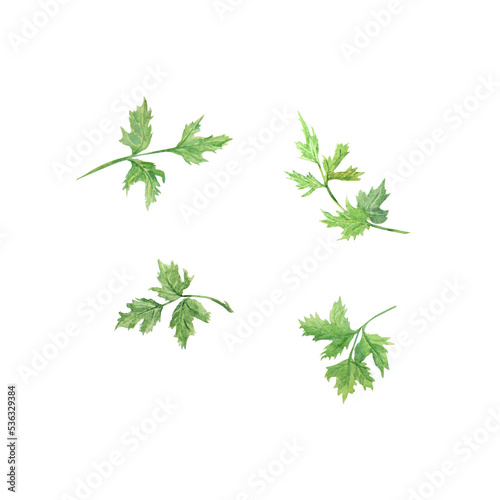Watercolor illustration of persley. Botanical illustration. Food painting