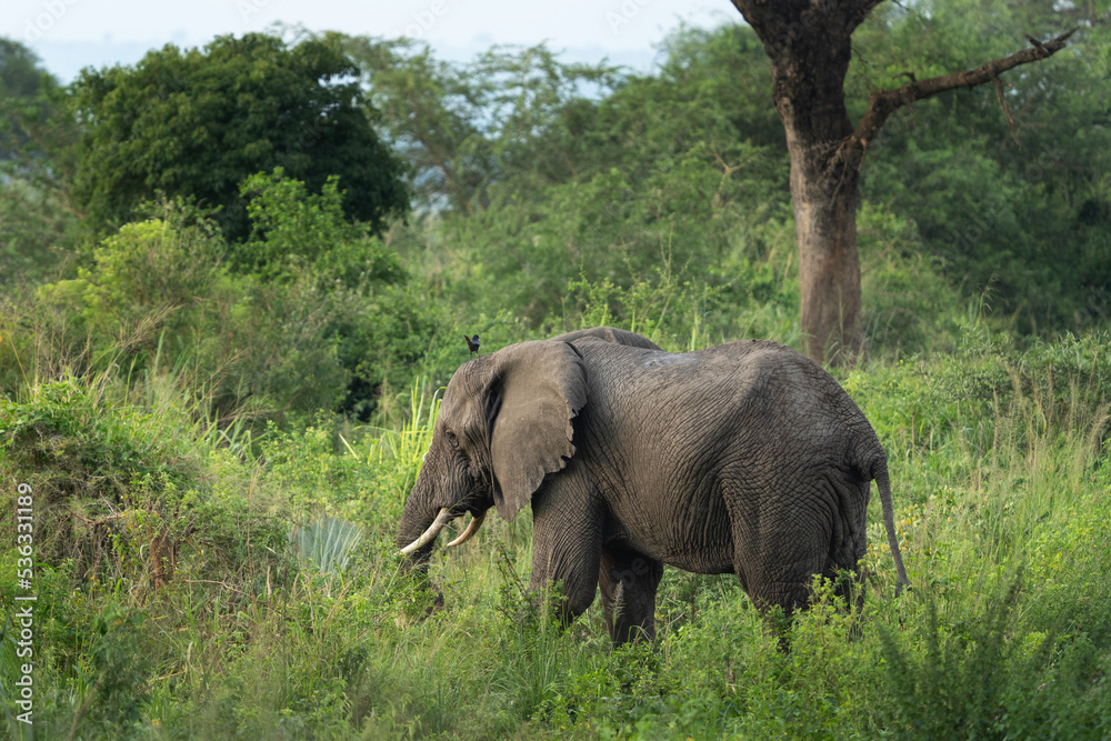 Fototapeta premium African elephant is on the meadow. Elephant in the Murchison Falls park. Safari in Uganda. African nature.