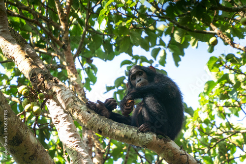 Chimpanzee on the branch. Chimp in the Budongo forest park. Safari in Uganda. African nature.