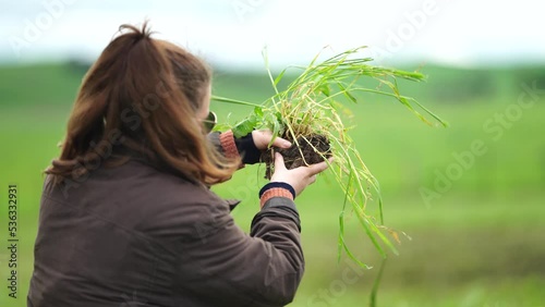 soil scientist agronomist farmer looking at soil samples and grass in a field in spring. looking at growth of plants and soil health photo