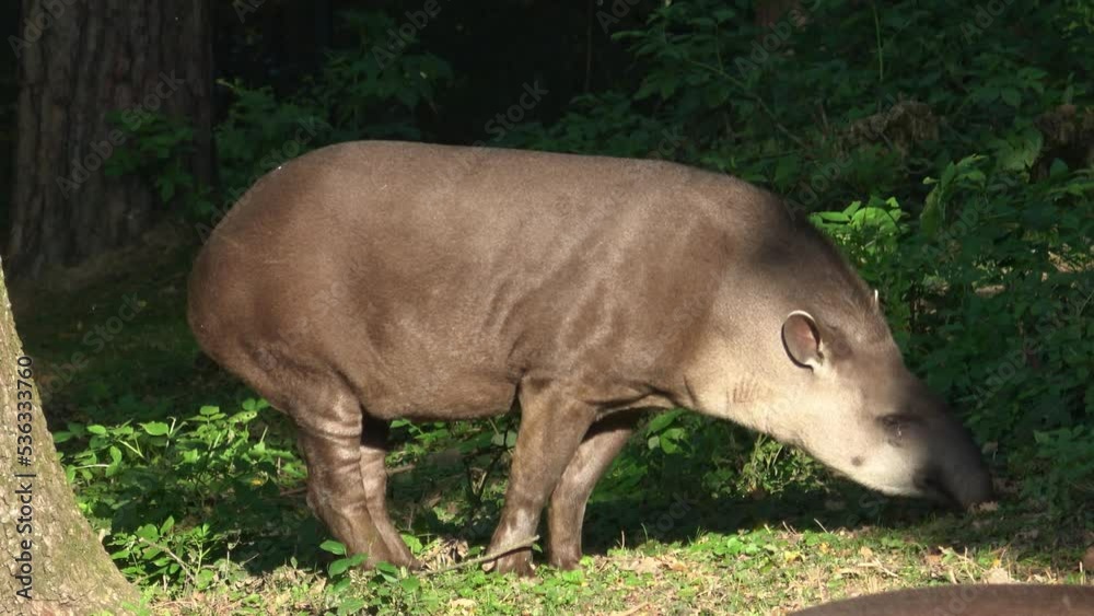 View of a south american tapir (Tapirus terrestris) View of a south american tapir (Tapirus terrestris)
