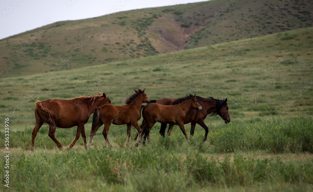 A free horse on the prairie A free horse on the prairie
