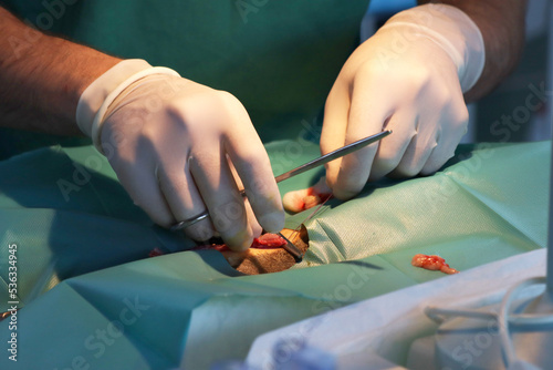 castration surgery on cat by vet  photo