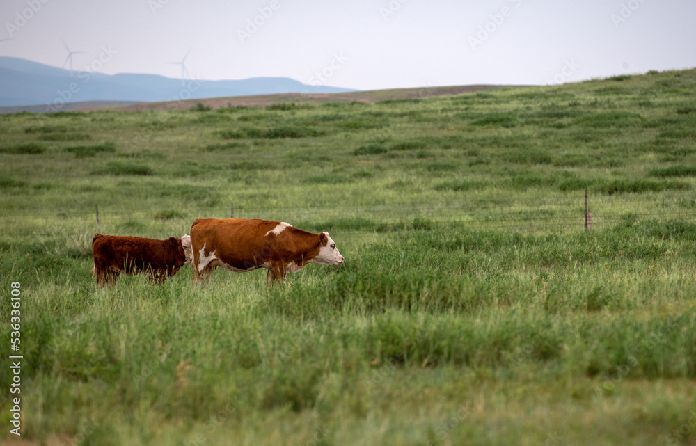 Cows are grazing in the pasture Cows are grazing in the pasture