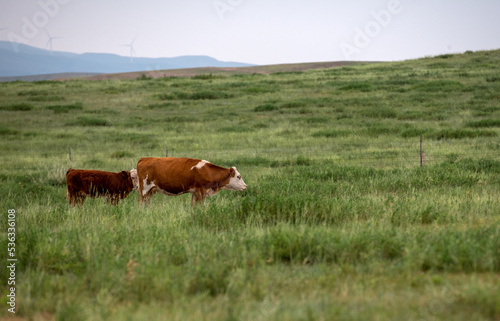 Cows are grazing in the pasture