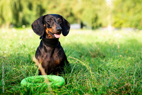 A dog of the dwarf dachshund breed is black in color. A dog sits on a background of blurred green grass and trees with a toy. The photo is blurred