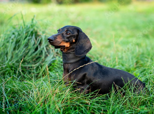 A black dwarf dachshund dog looks away. A dog sits with its head raised against a background of blurred green grass and trees. The photo is blurred