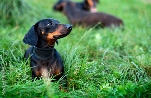 A black dwarf dachshund dog looks away. The dog is standing, against a background of blurred green grass and another dachshund. The photo is blurred