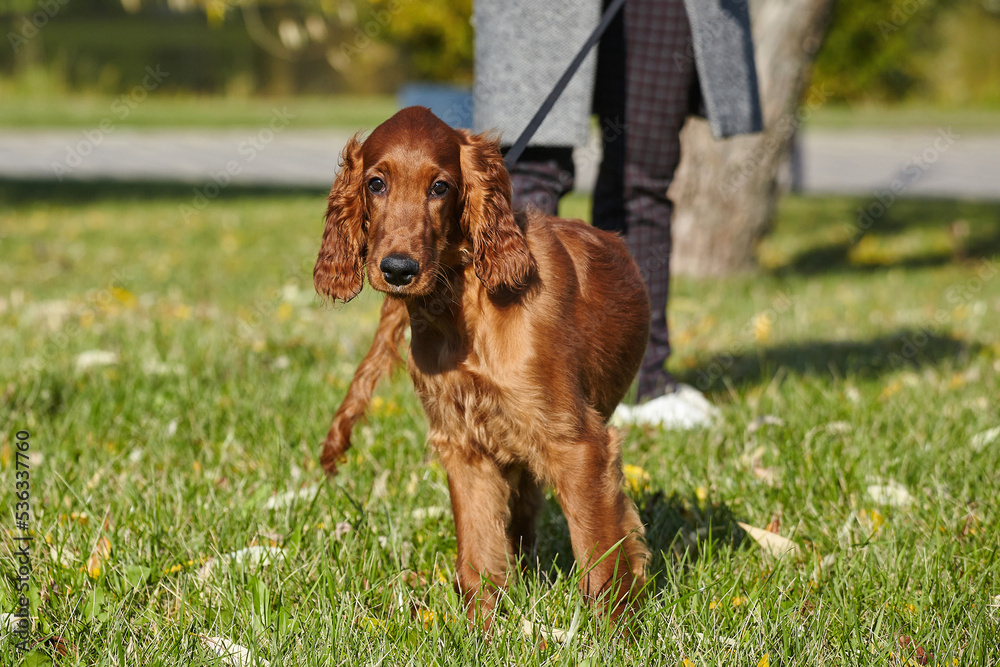 young brown Irish setter puppy on a green lawn