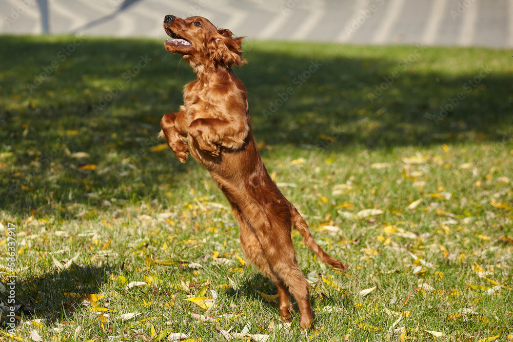 young brown Irish setter puppy on a green lawn young brown Irish setter puppy on a green lawn