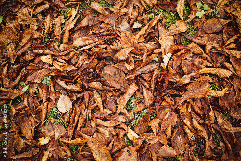 autumn background, brown leaves on the ground