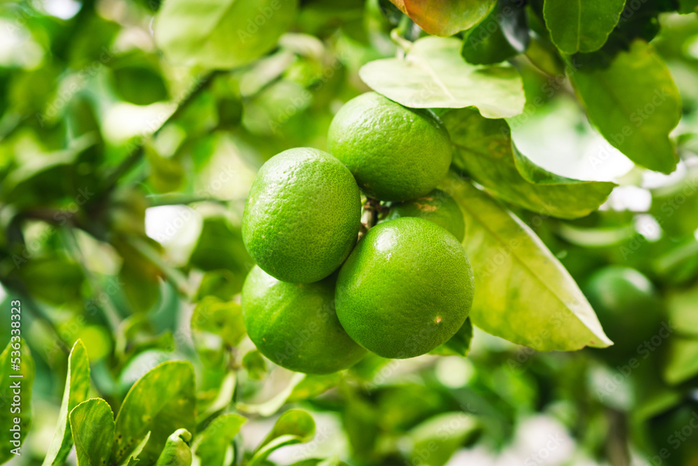 Group of green Thai lemon in the agricultural garden ready to harvest