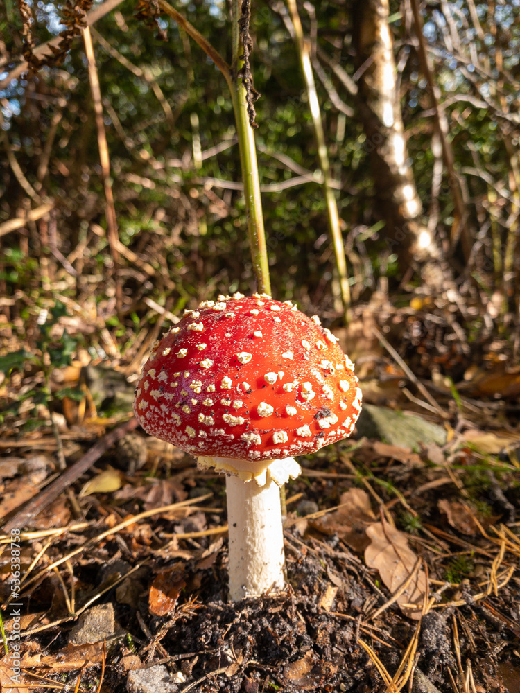 A fresh red and white spotted fly agaric mushroom in morning sunlight A fresh red and white spotted fly agaric mushroom in morning sunlight