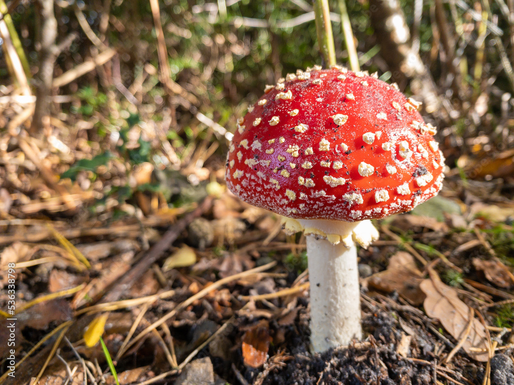 A fresh red and white spotted fly agaric mushroom in morning sunlight A fresh red and white spotted fly agaric mushroom in morning sunlight