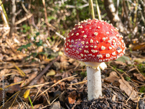 A fresh red and white spotted fly agaric mushroom in morning sunlight