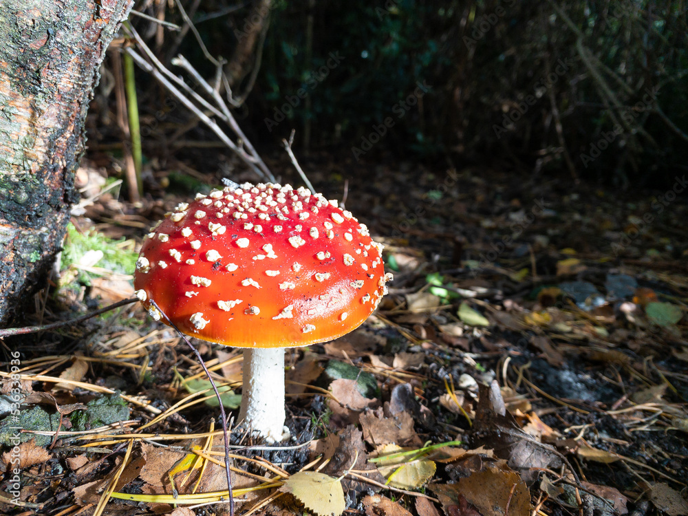 A fresh red and white spotted fly agaric mushroom in perfect morning sunlight A fresh red and white spotted fly agaric mushroom in perfect morning sunlight
