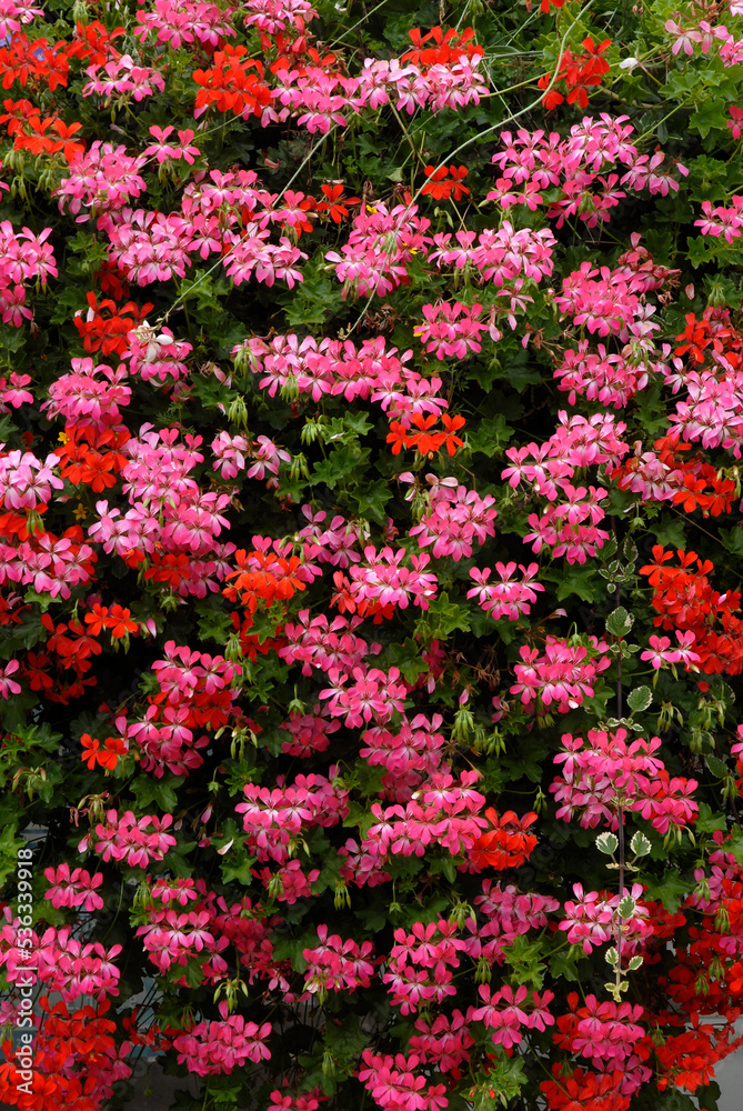 Géranium lierre, Pelargonium peltatum ' ville de Paris ' Stock Photo