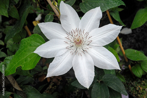 Canvastavla Clématite, Clematis hybride ' Henryi '
