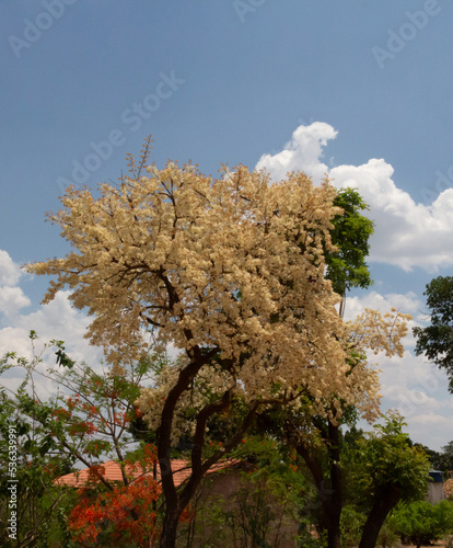 ÁRVORE TERRA COTA VERDE CÉU COR AZUL VERMELHO