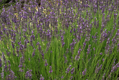 Lavendin, Lavendula x intermedia, Culture, Plateau de Valensole, Alpes de Haute Provence, 04 photo