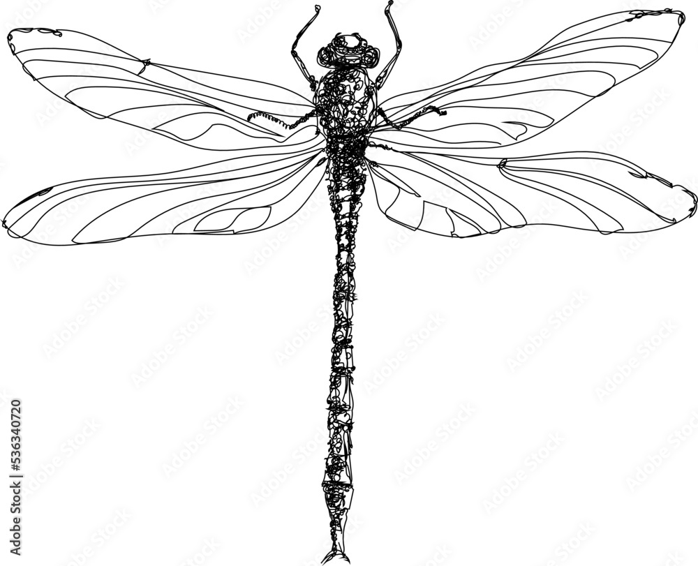 Hand drawn vector illustration of a dragonfly