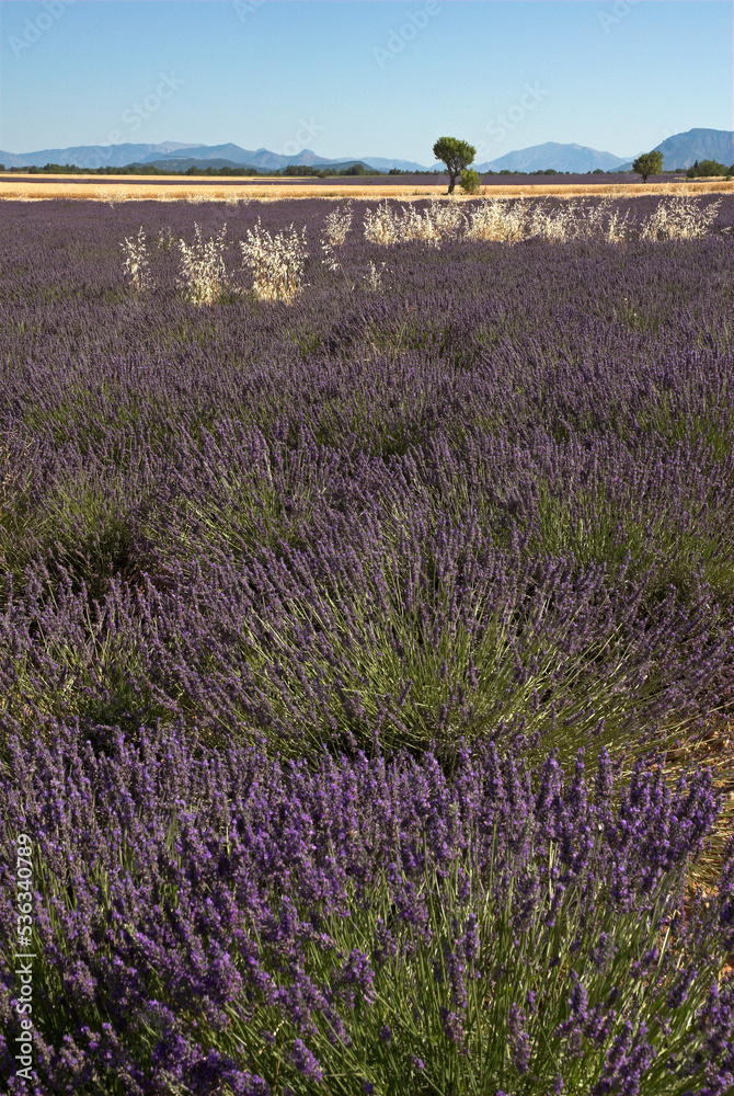 Fototapeta premium Lavendin, Lavendula x intermedia, Culture, Plateau de Valensole, Alpes de Haute Provence, 04