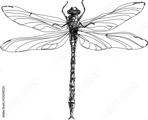 Hand drawn vector illustration of a dragonfly