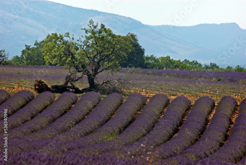 Lavendin, Lavendula x intermedia, Culture, Plateau de Valensole, Alpes de Haute Provence, 04 photo