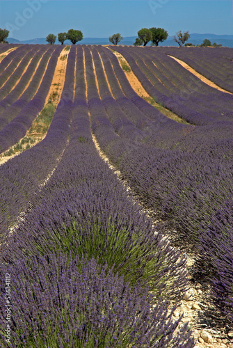 Lavendin, Lavendula x intermedia, Culture, Plateau de Valensole, Alpes de Haute Provence, 04