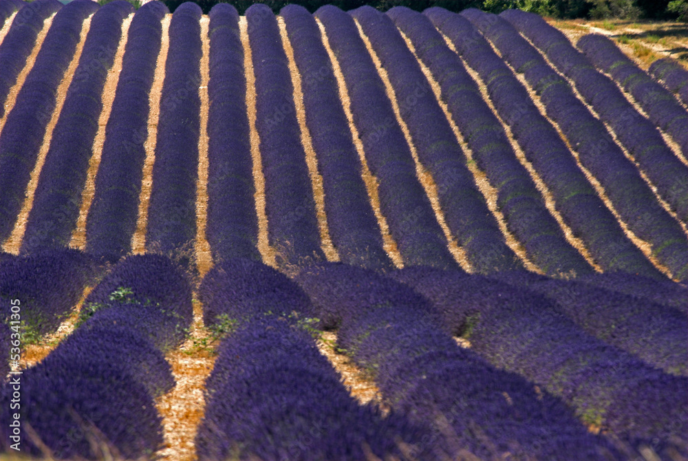 Fototapeta premium Lavendin, Lavendula x intermedia, Culture, Plateau de Valensole, Alpes de Haute Provence, 04