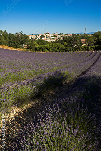 Lavendin  Lavendula x intermedia  Culture  Plateau de Valensole  Alpes de Haute Provence  04