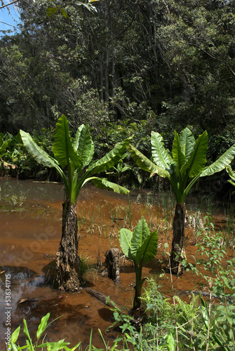 Arum de Madagascar  Typhonodorum lindleyanum scott