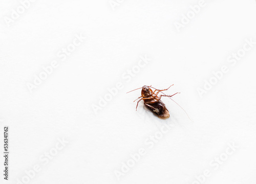 isolated Dead cockroach lying on the back. Pest control, roaches