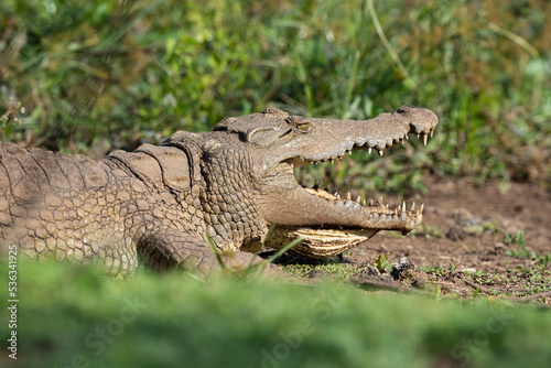 Crocodile du Nil , Crocodylus niloticus, Afrique du Sud