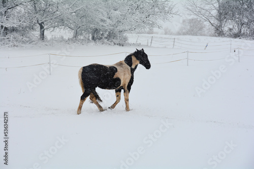 A horse stands in the pasture when it snows