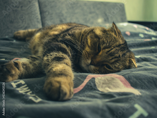 A sleepy British shorthair cat is lying on the sofa with her eyes slightly open, her paws in front of her ears pressed.