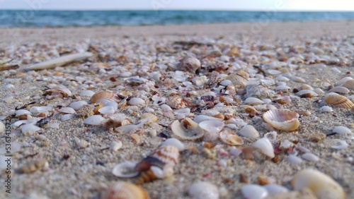 Spiaggia di conchiglie, Marina di Lizzano, Taranto, Puglia, Salento