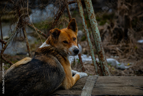 a dog lies in a mountain of garbage after flooding devastation a pet after a flood a natural disaster