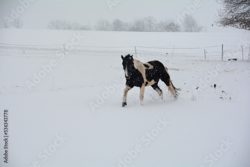 A horse runs in a pasture during snowfall