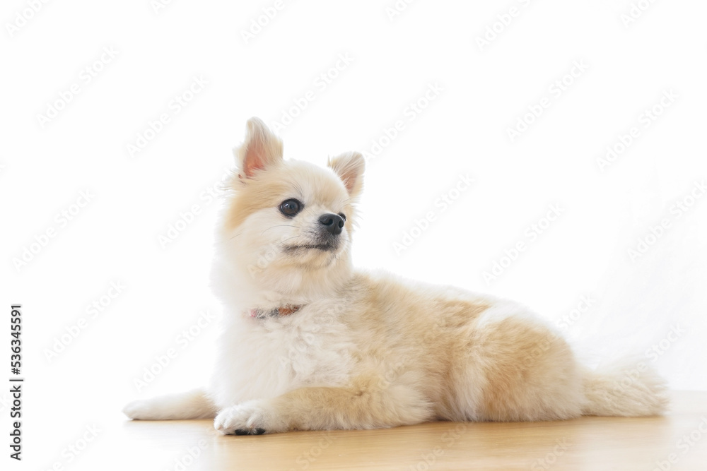 リラックスする犬 リラックスする犬
