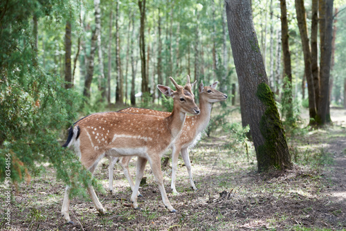 Two European fallow deer (Dama dama) in the forest. Wild deers stands among the trees