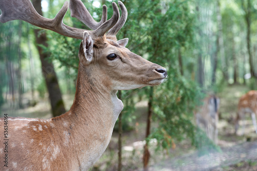 European fallow deer (Dama dama) with big horns in the forest. Wild deer stands among the trees