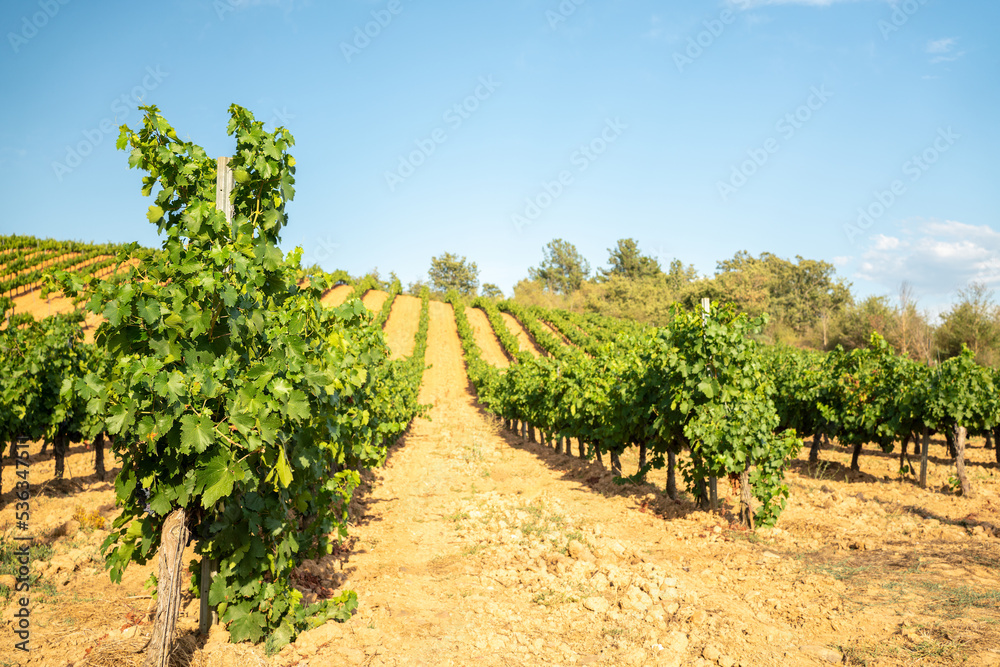 Row of vineyards in a grape estate that produces wine in the Bierzo region of Spain.. Wine making industry crops on a sunny day. Grapevines in summer. Beautiful green plants before harvest