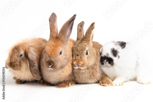 many little rabbits on a white background. Concept of small mammals. Easter