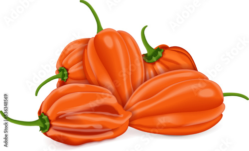 Group of orange habanero chili peppers. Capsicum chinense. Heat chili pepper. Fresh organic vegetables. Vector illustration isolated on white background.