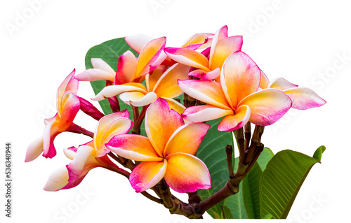 frangipani plumeria flower isolate and save as to PNG file